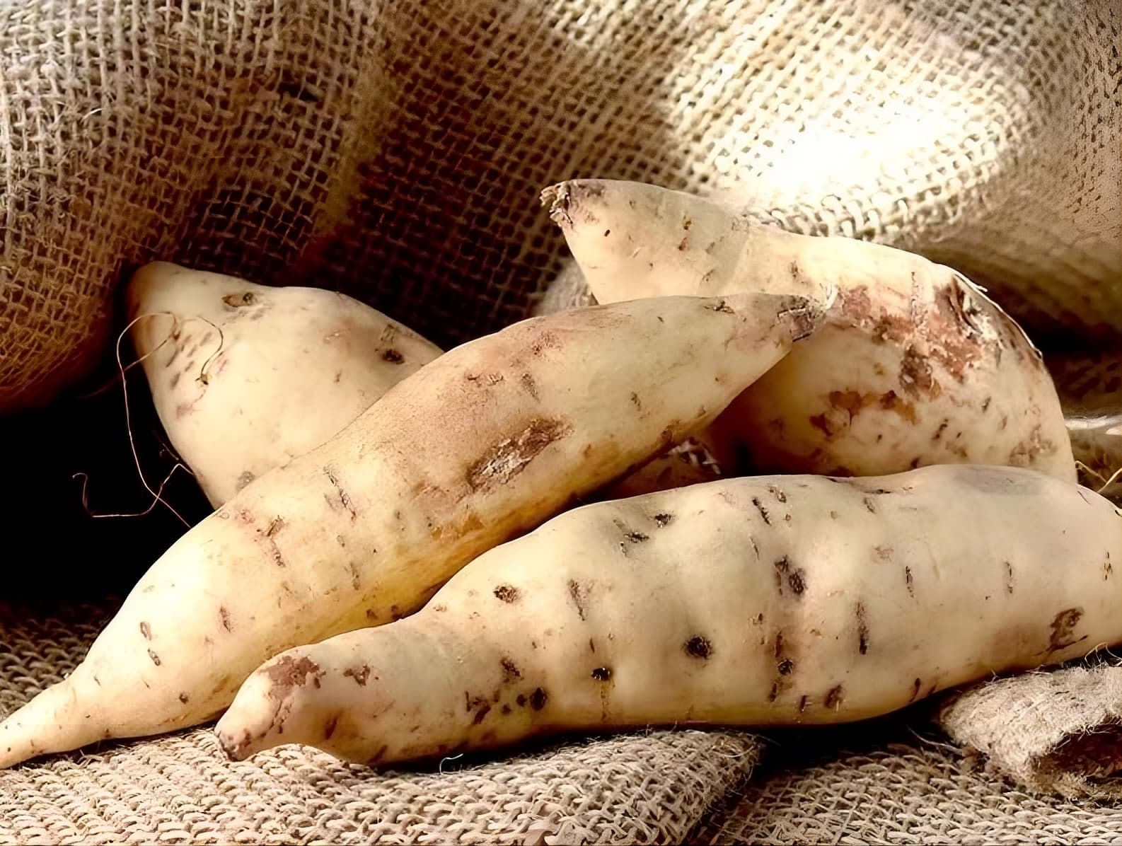 Do White Sweet Potatoes Help You Lose Weight?