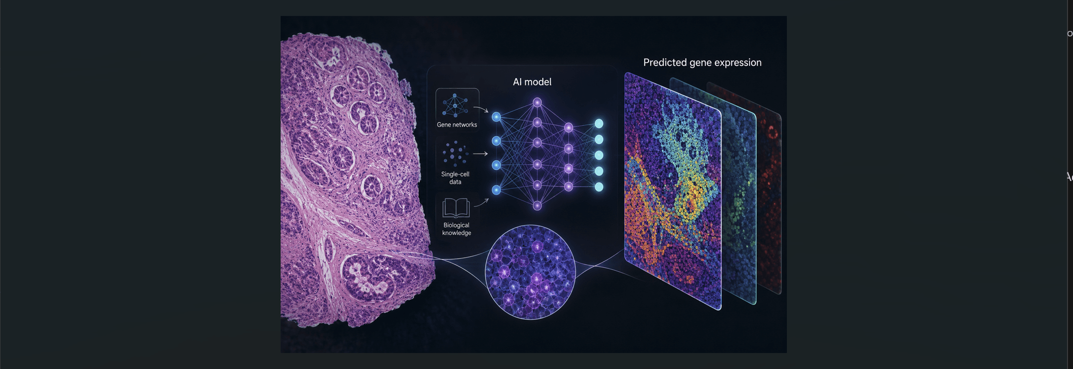How AI can fill in missing information in biological tissues