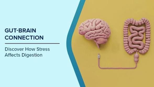 Stress and the Digestive System: Impact of Stress on Digestion