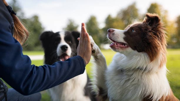 Are Pets Good For Your Health? The Relationship Between Pet Ownership and Cardiovascular Health