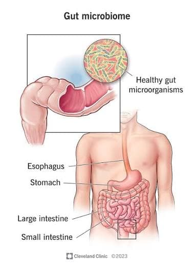Could the Bacteria Living Inside You Help Detect Cancer?