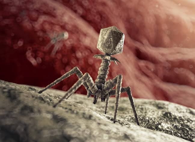 Bacteriophage Infection Drives the Loss of Antibiotic Resistance in MRSA